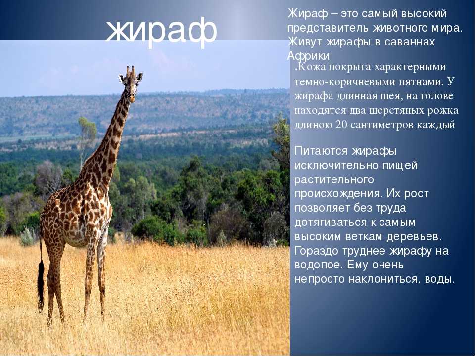 Жираф (giraffa camelopardalis): фото, интересные факты