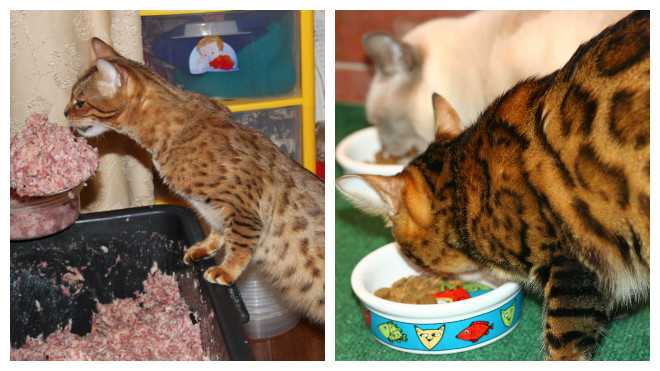 Чем кормить бенгальскую кошку: лучшие корма + натуральное питание