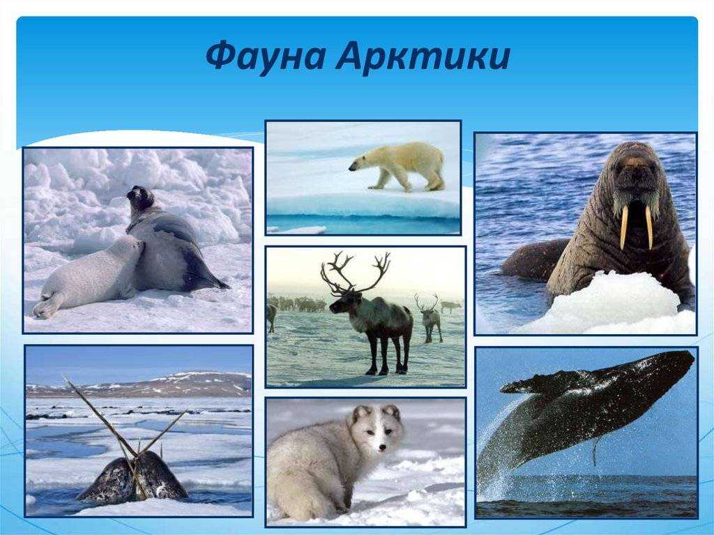 Определите животных арктических пустынь. Животный мир Арктики. Животный мир арктических пустынь. Животные аттической пустыни. Животные Арктики с названиями.