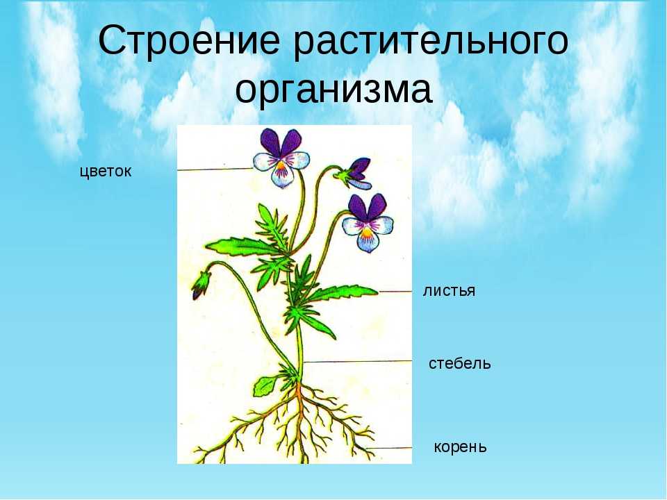 Строение органов растительного организма. Строение растения. Строение цветочного растения. Строение растительного организма.