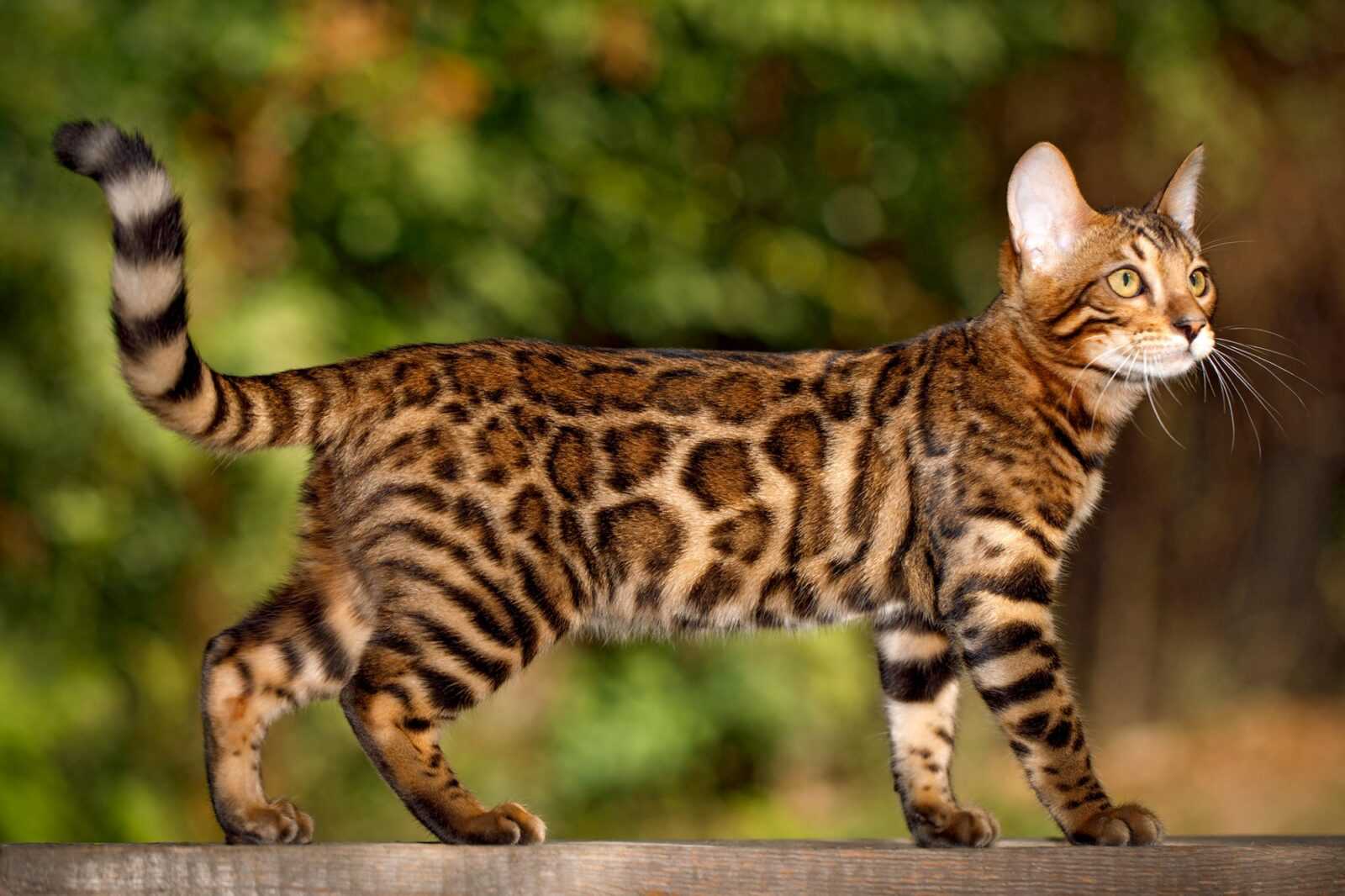 Бенгальская порода домашних кошек является межродовым гибридом домашней кошки и бенгальской дикой кошки
