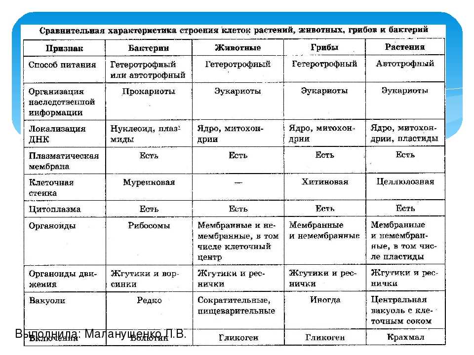 Таблица сравнения грибов