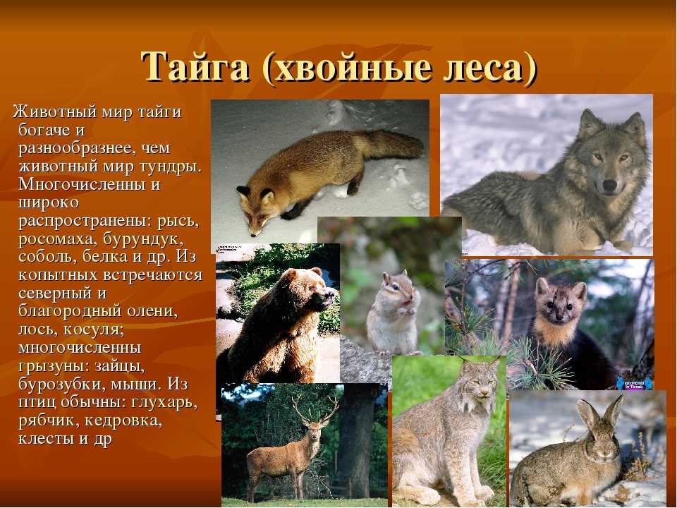 Животные тайги. описание и особенности животных тайги | животный мир