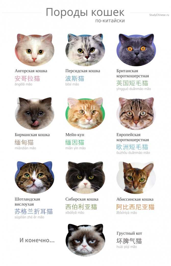 Все породы домашних кошек и котов с фотографиями и названиями: фото, описание характера