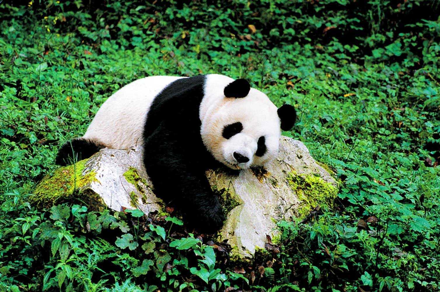 Большая панда: красивые фото животного, интересные факты, виды, окрасы