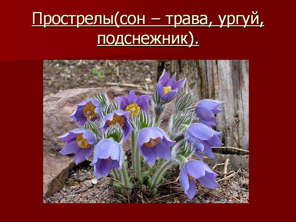 Красная книга краснодарского края: редкие животные и растения - ecobloger