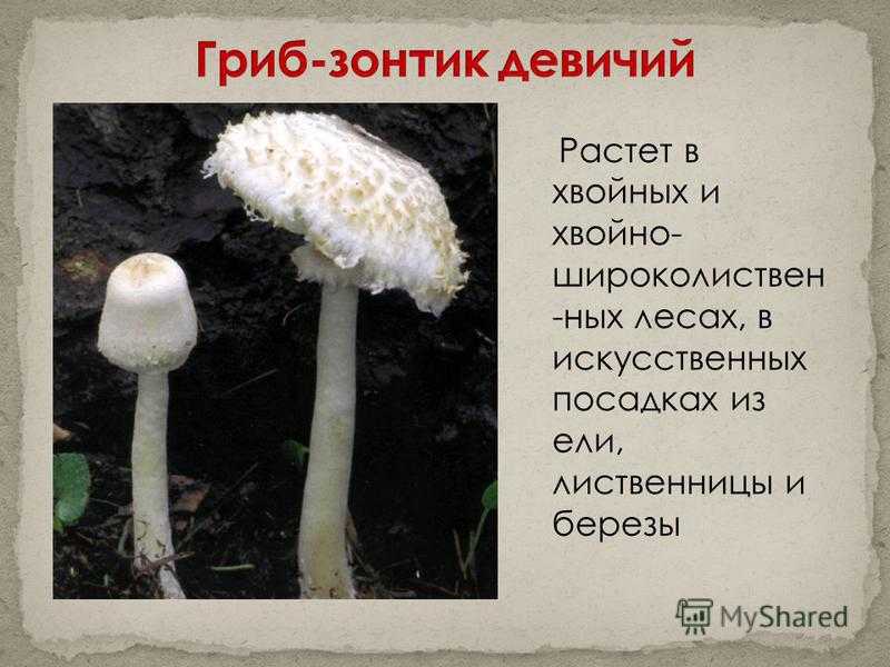 Доклад-сообщение о съедобных грибах — природа мира