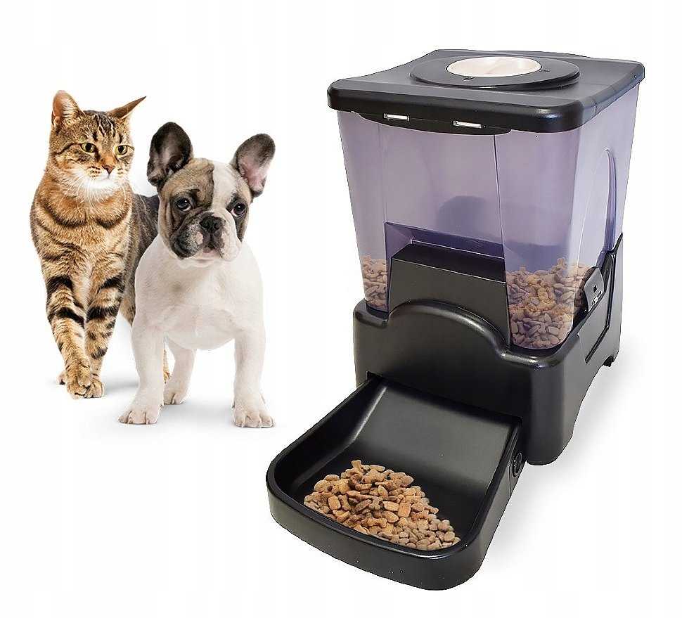 Варианты кормления кошки: сухой и влажный корм вместе, с натуральной едой, и другие