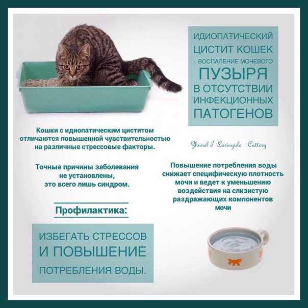 Цистит у кошек: причины, симптомы и лечение + советы по профилактике цистита от ветеринаров