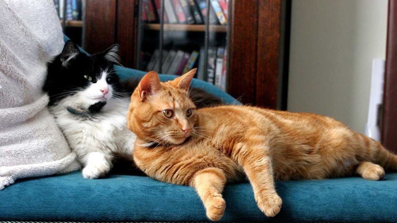 Вязка котов и кошек: всё, что нужно знать их владельцам