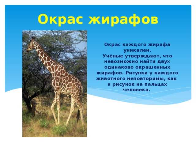 Жираф: фото, описание животного, враги, виды, образ жизни, среда обитания, чем питается