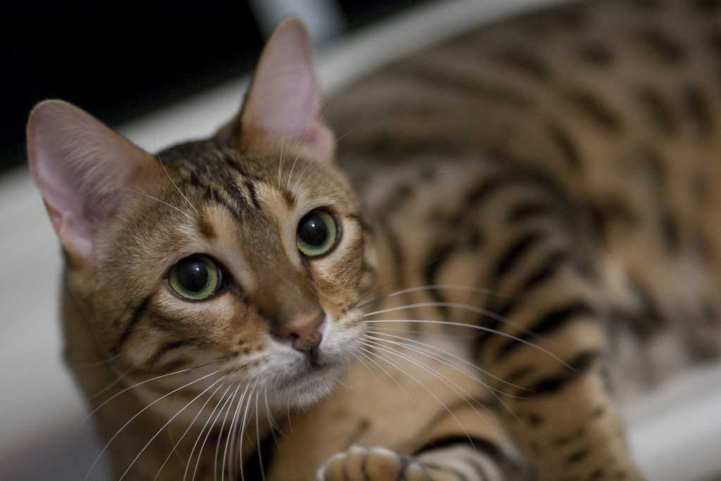 Самые умные породы кошек: топ-10 в мире