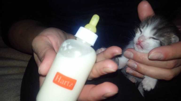 Как выкормить новорождённого котёнка в домашних условиях