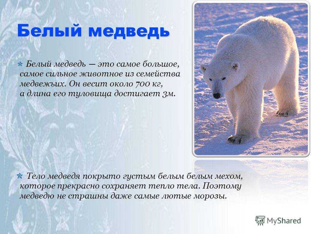Белый медведь животное. описание, особенности, образ жизни и среда обитания медведя | живность.ру