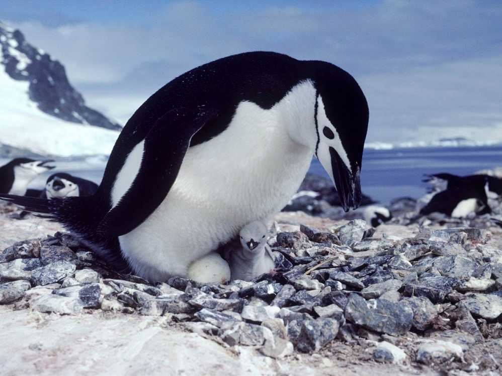 Нод «очень важный господин, житель антарктиды — пингвин» (подготовительная группа)