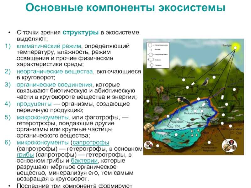 Виды и примеры биогеоценоза. биогеоценоз и экосистема :: syl.ru