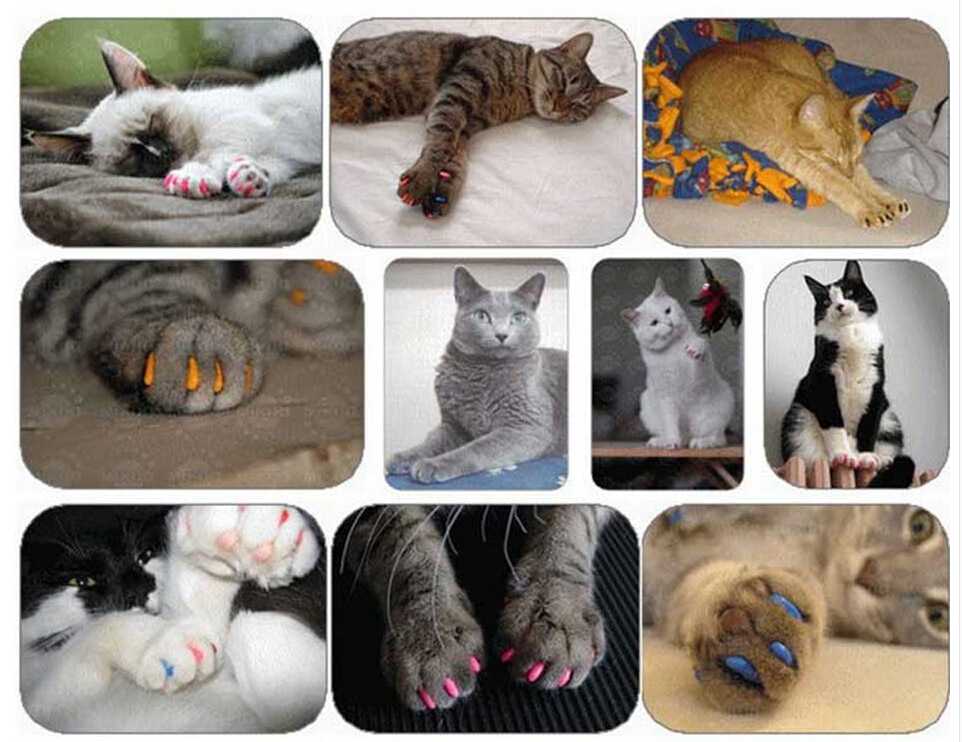 Антицарапки для кошек: плюсы и минусы накладок на когти