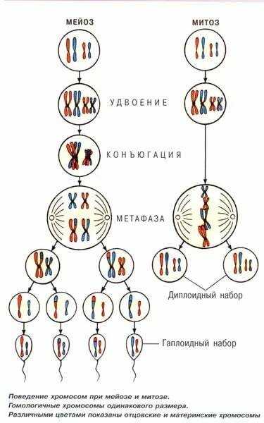 Гаплоидная клетка с двухроматидными хромосомами. Мейоз набор хромосом. Наборы хромосом в митозе и мейозе. Набор ДНК митоз, мейоз таблица. Мейоз 1 набор хромосом.