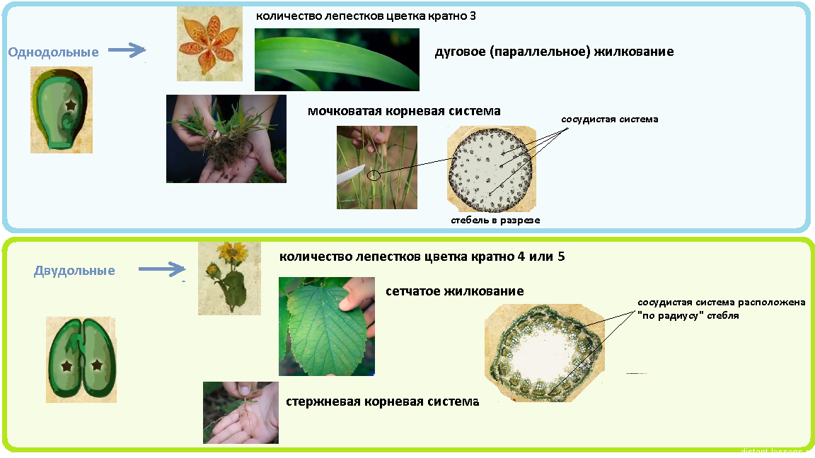 Особенности строения семени: внешнее и внутреннее строение, различия однодольных и двудольных растений