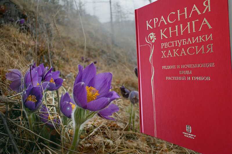 Животные, занесенные в красную книгу пермского края - названия, описание и фото — природа мира