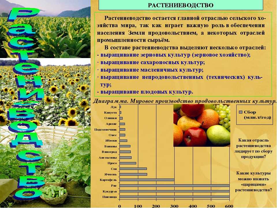 Особенности растениеводства и перспективы развития в сельском хозяйстве. | cельхозпортал