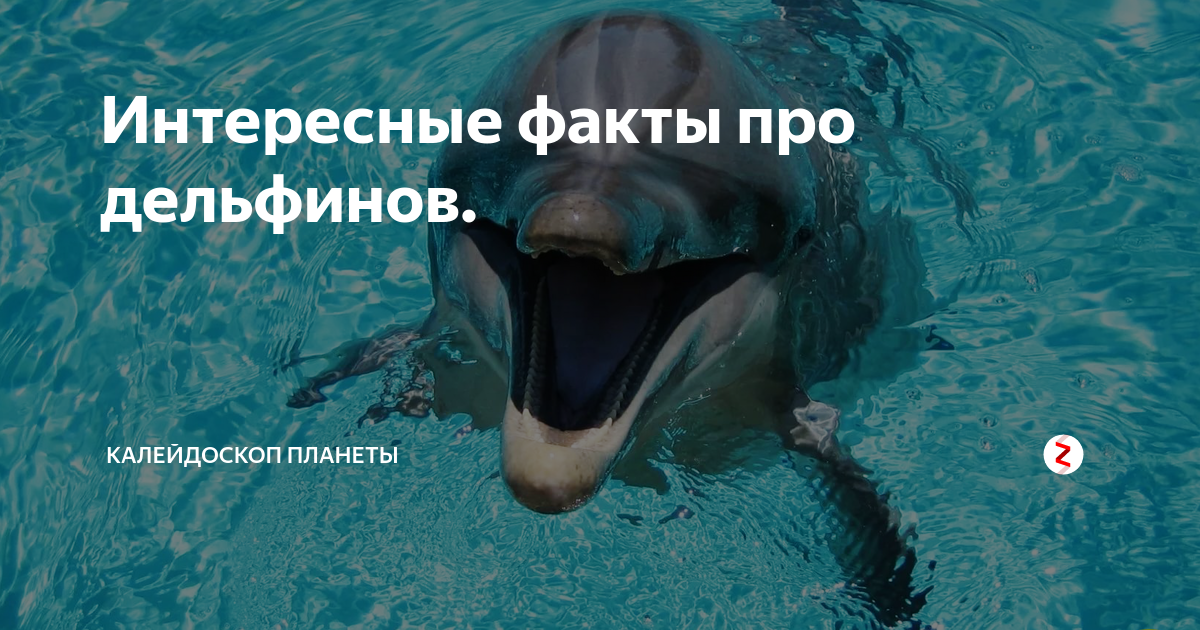 ​50 самых интересных фактов о дельфинах