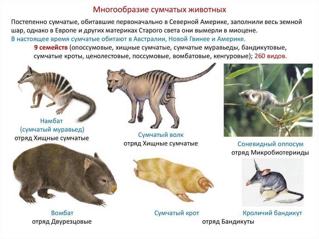 Отряды млекопитающих — названия, фото и краткое описание