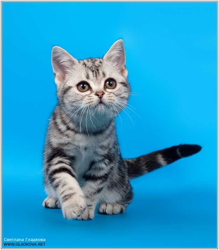 Узнайте больше о породе бразильская короткошерстная кошка Происхождение породы бразильская короткошерстная, внешний вид, характер, окрасы, уход