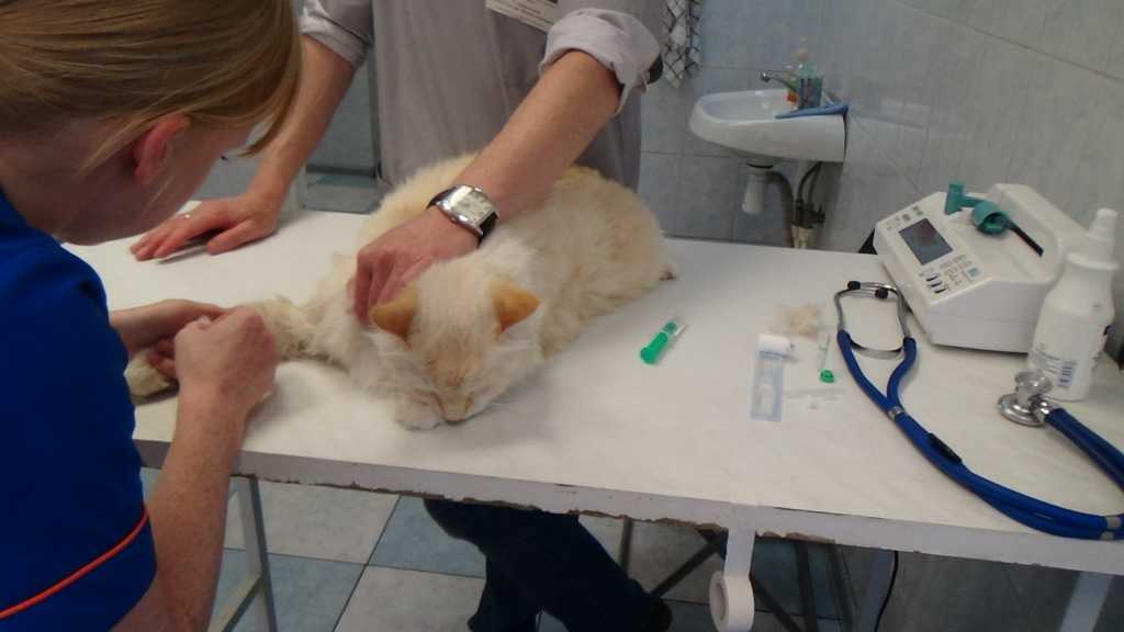 Микоплазмоз у кошек: симптомы и лечение, анализы, препараты, опасность для человека