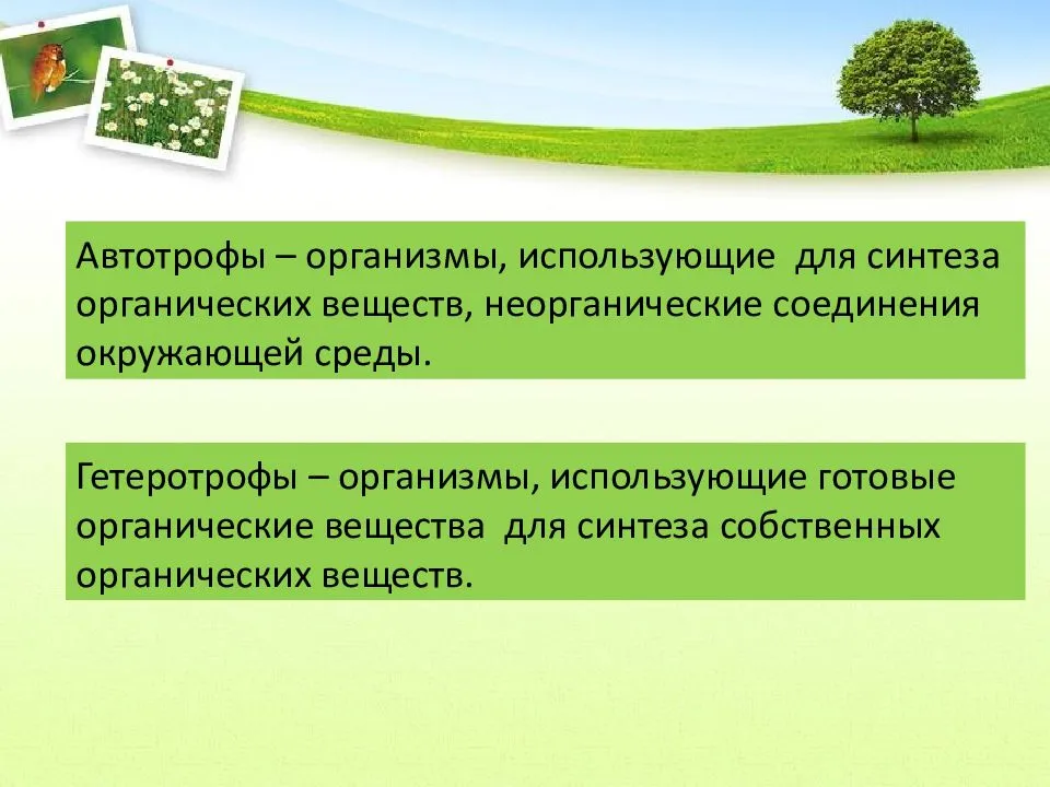 Автотрофы, примеры автотрофных организмов в биологии, чем гетеротрофные организмы отличаются от автотрофных, что значит автотрофное питание | tvercult.ru