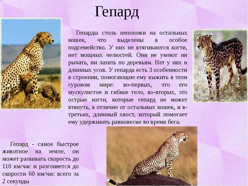Интересные факты о гепарде