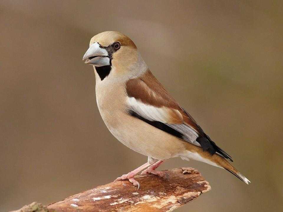 Певчие птицы, их названия, особенности, виды и фото