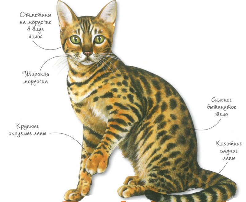 Описание появления гибридных пород кошек: бенгальская, тойгер и саванна - wlcat.ru