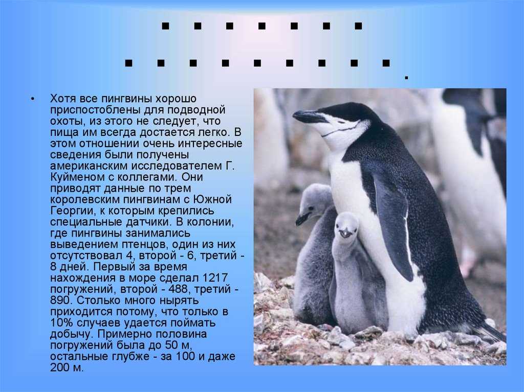 Пингвин фото, анатомия, образ жизни, среда обитания
