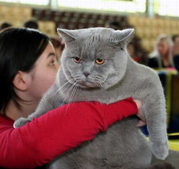 Самые жирные коты в мире фото