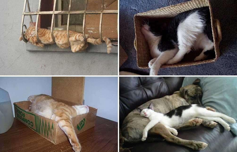 Узнайте сколько часов в сутки спит кошка Особенности сна кошек и его нарушения Номальные значения часов сна для котят, старых или больних животных