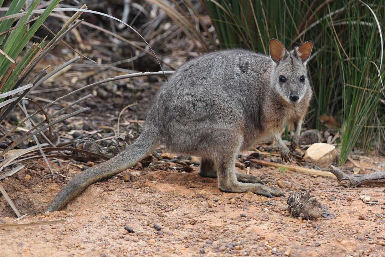 Около 80% видов животных, обитающих в Австралии являются эндемиками, и не встречаются больше нигде в мире