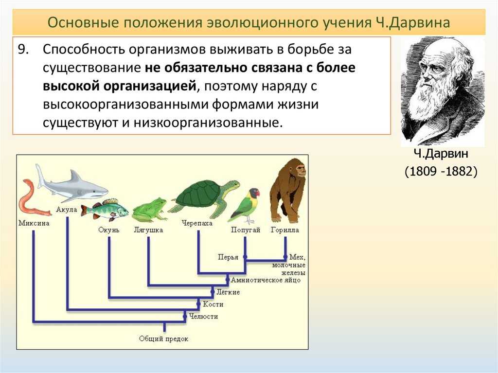Теория эволюции — рациовики