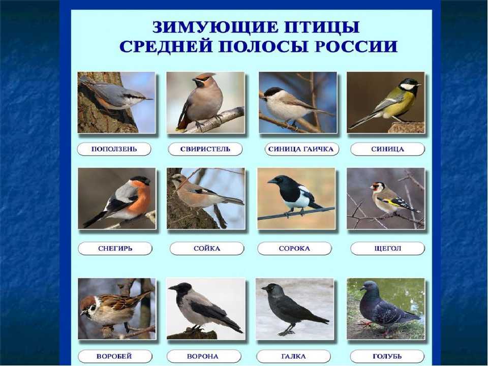 Птицы средней полосы россии - названия видов, фото и описание