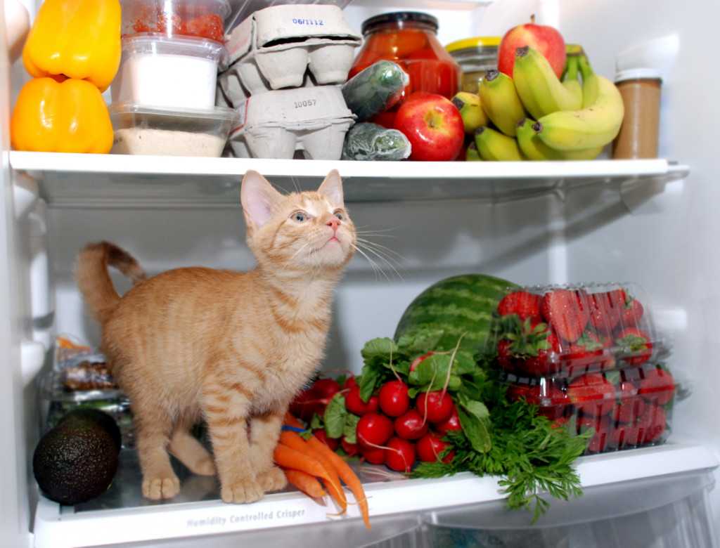 Топ-10 лучших витаминов для кошек и котов