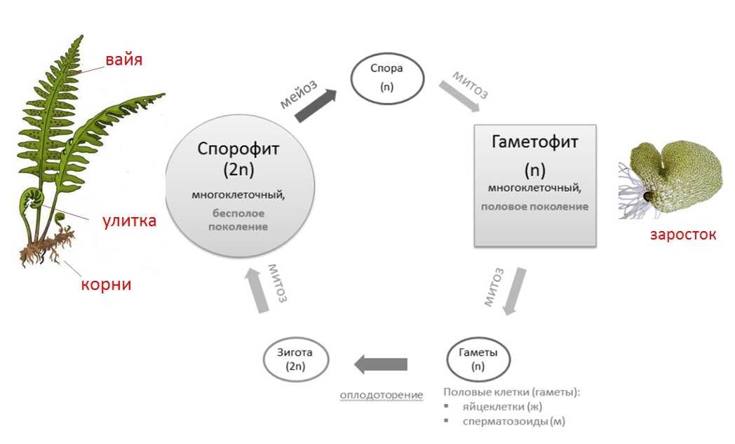 Морфология растений - т. а. сауткина - 2012