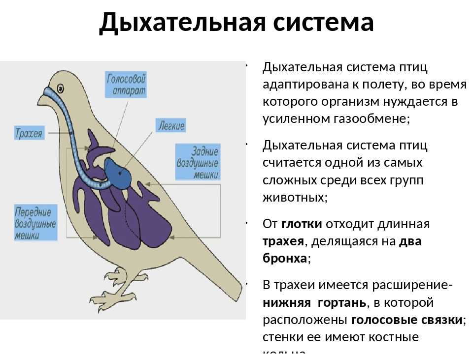 Отличие дыхательной системы птиц от пресмыкающихся. Система органов дыхания птиц органы дыхания птиц. Дхательнаясистема птиц. Дыхательная система птиц 7 класс биология. Система органов дыхания птиц схема.