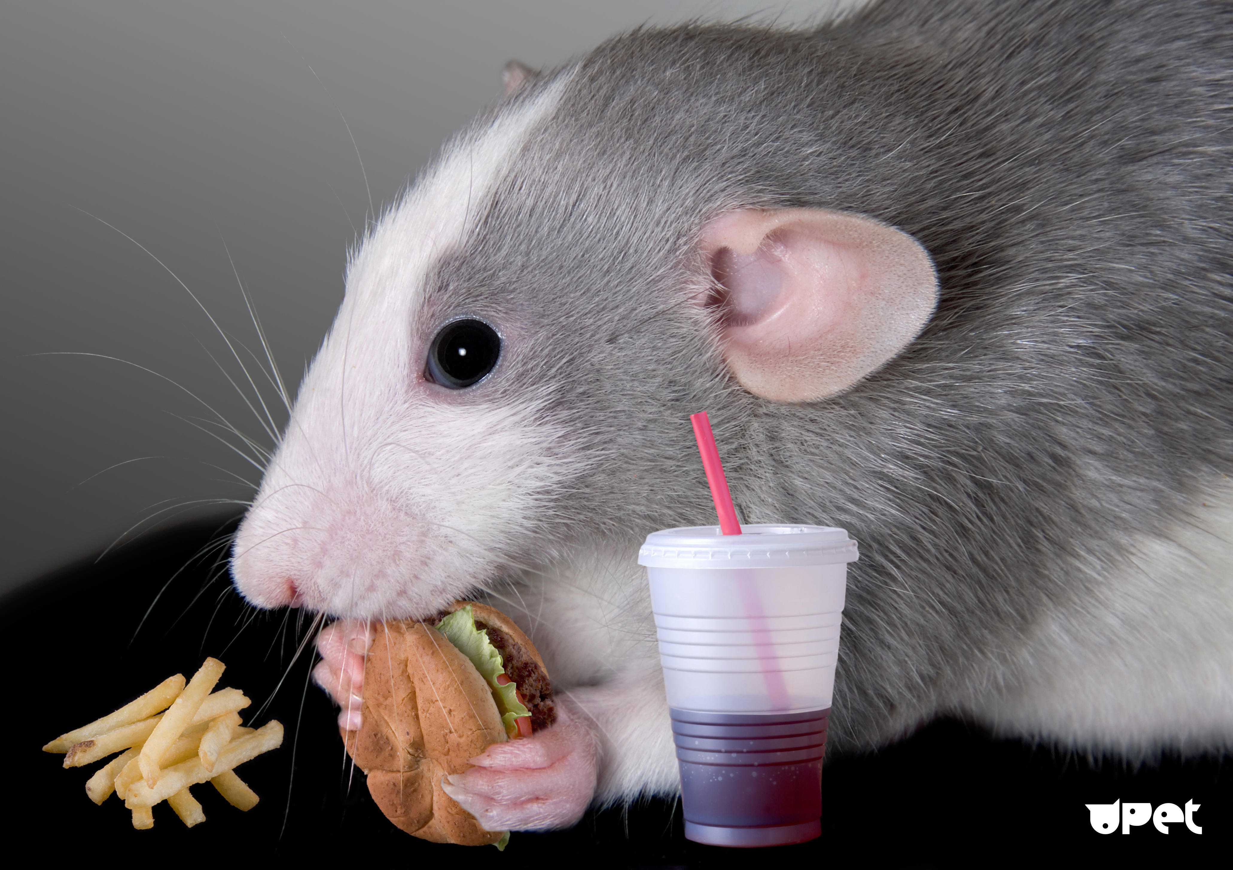 Чем кормить декоративную крысу в домашних условиях?