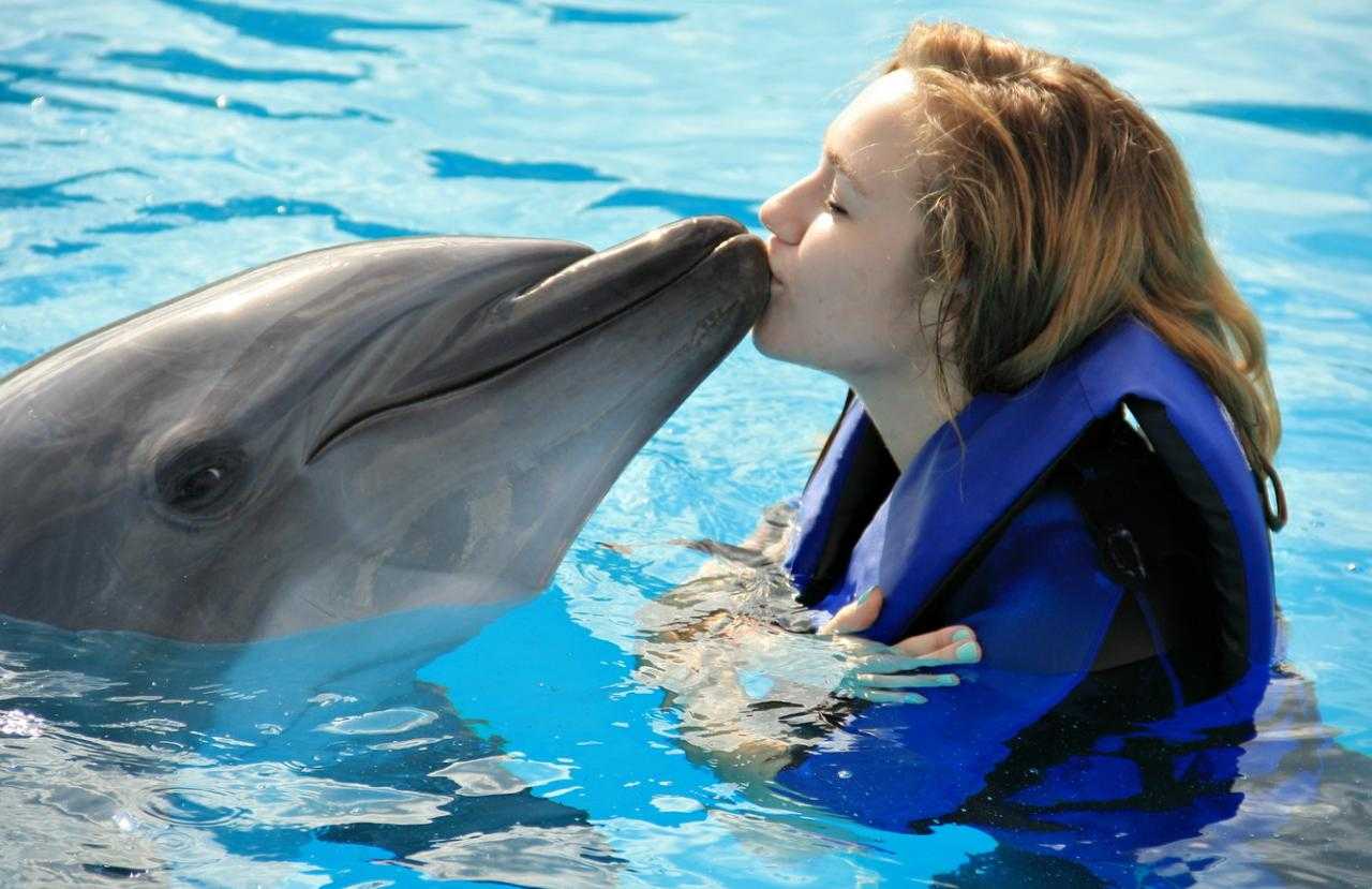 ​50  самых интересных фактов о дельфинах — общенет