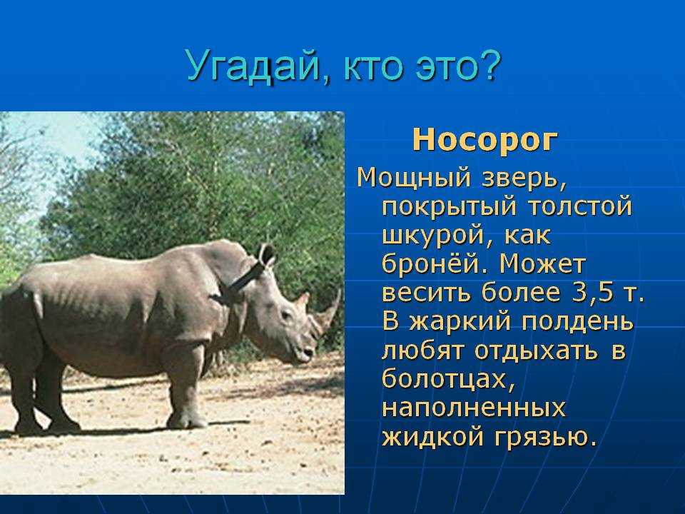 Индийский носорог описание животного