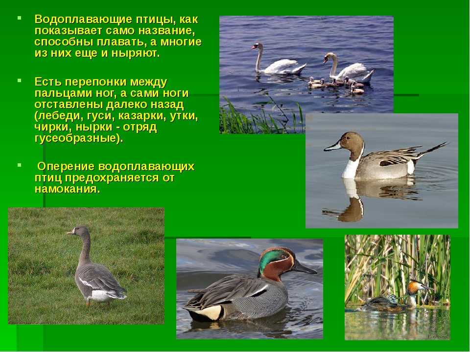 Отряды класса птиц - список, названия, фото и краткое описание