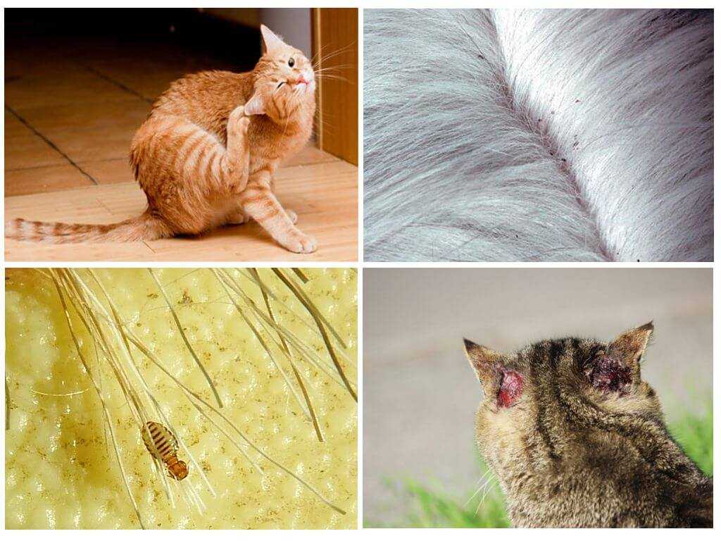 Передаются ли глисты от животных к человеку | апиценна