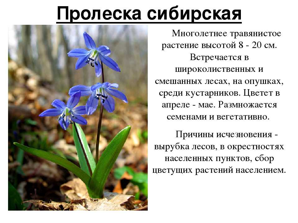 Растения и грибы, занесенные в красную книгу пермского края: названия, описание и фото
