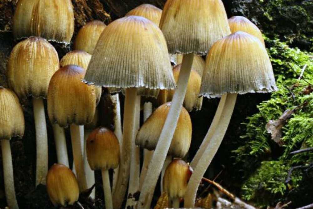 Различие между грибами сапрофитами, сапротрофами и паразитами