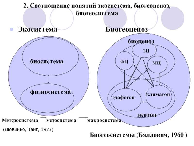 Биогеоценоз - определение об экосистемах, структура и состав